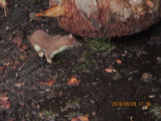 Weasel